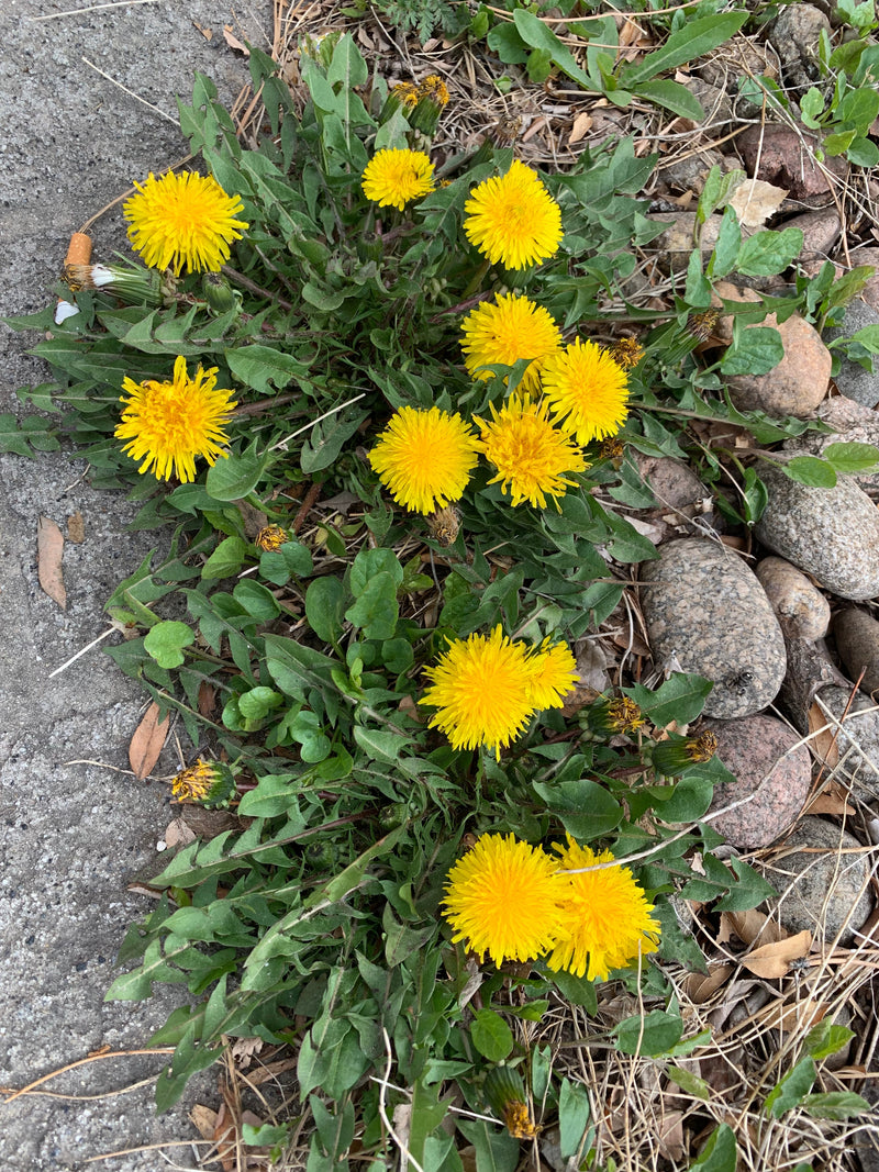Spiced Dandelion Chai CBD Tea - DISCOUNTED